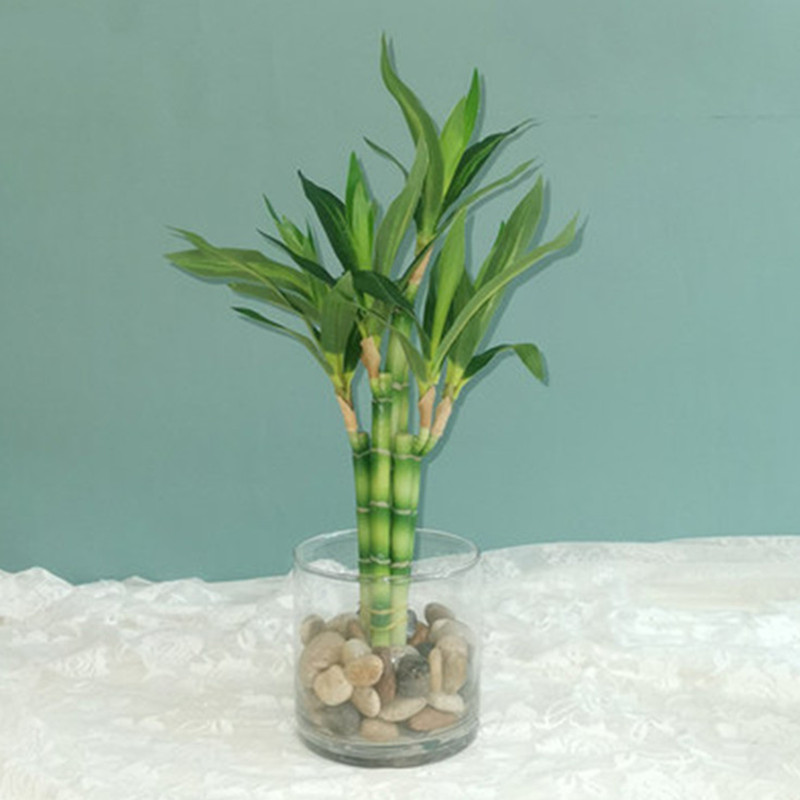 Aquarium Fish Gallery - Novo 40cm rftificial sorte bambu suculenta