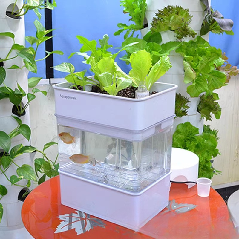 Aquarium Fish Exporter - Exportação de aquário para peixes, pequena