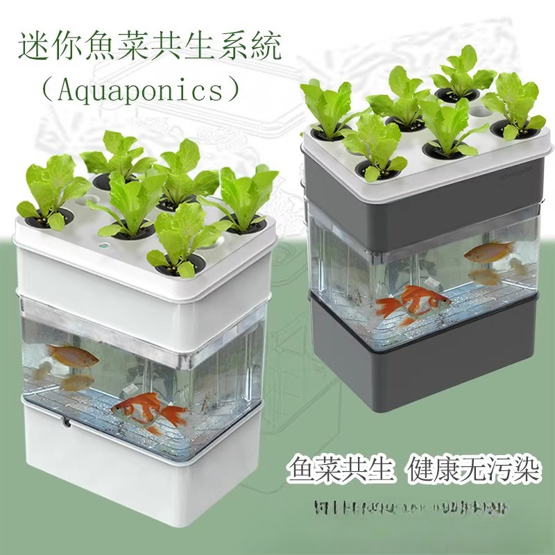Exportação de aquário para pei - Aquarium Fish Exporter avaliação e preço