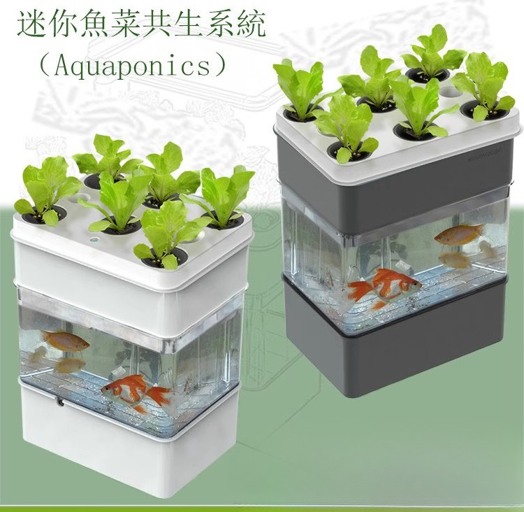 Exportação de aquário para pei - Aquarium Fish Exporter avaliação e preço