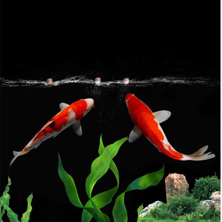 Exportação por atacado pelotas - Aquarium Fish Exporter avaliação e preço