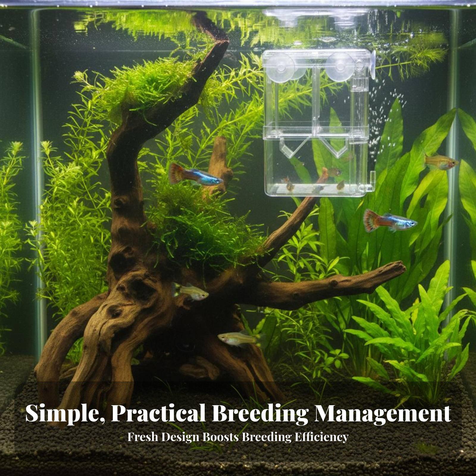 Caixa de Criação Transparente  - Aquarium Fish And Supplies avaliação e preço