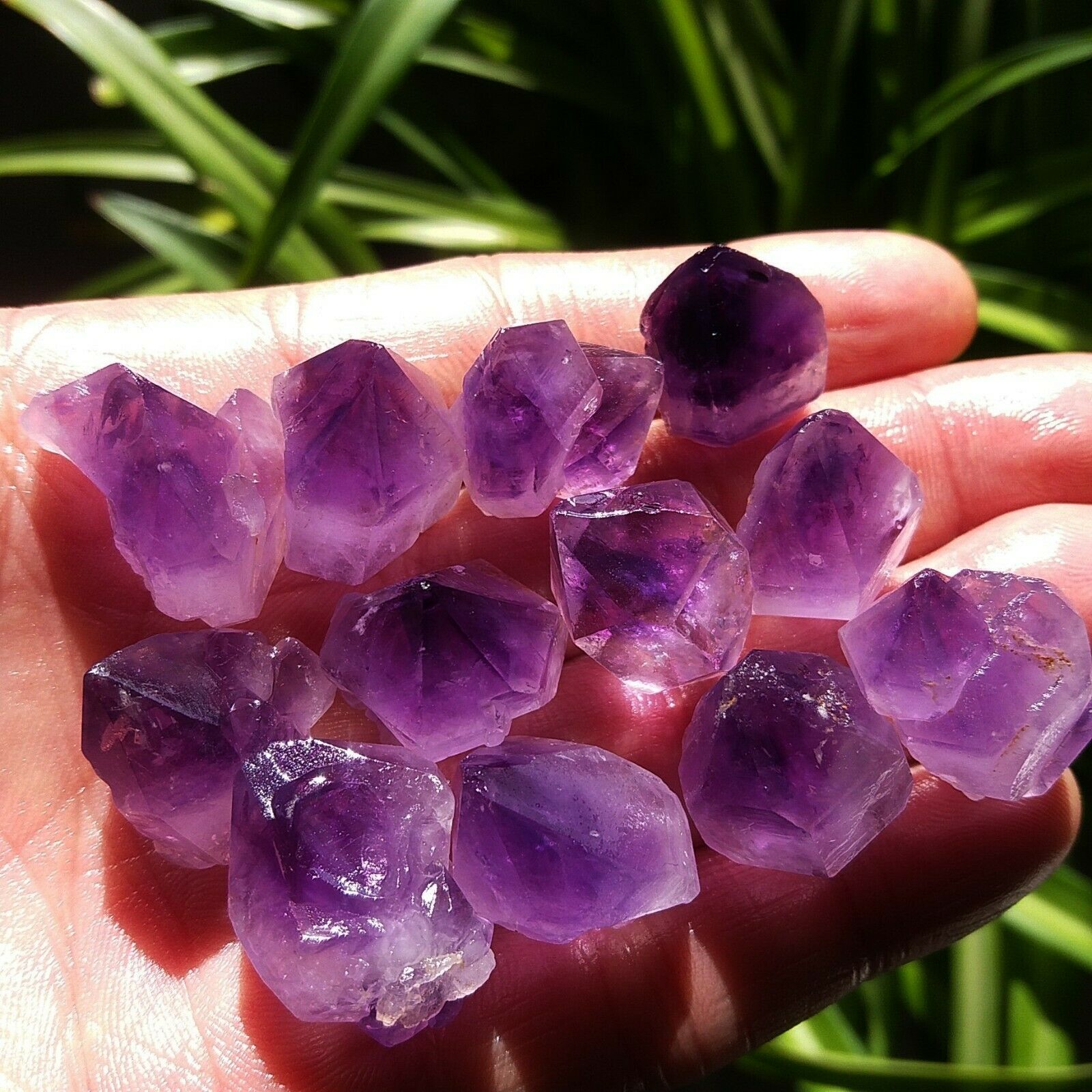Natural original lavanda ameti - Aquarium Fish Unique avaliação e preço